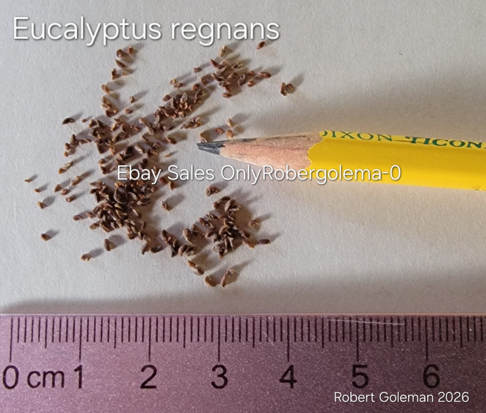 Eucalyptus regnans – Mountain Ash – Fresh Seeds – Extremely Rare in Cultivation!