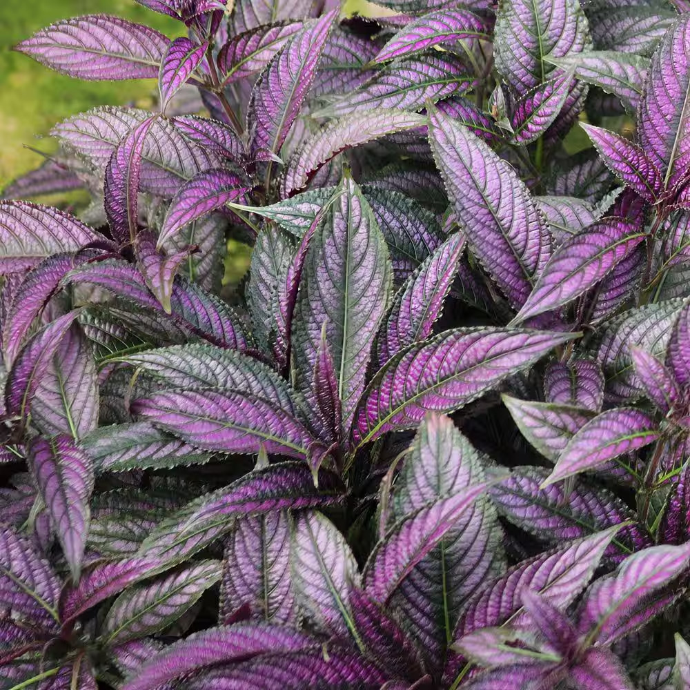 4 In. Persian Shield Purple Bloom Strobilanthes Plant (16-Pack)