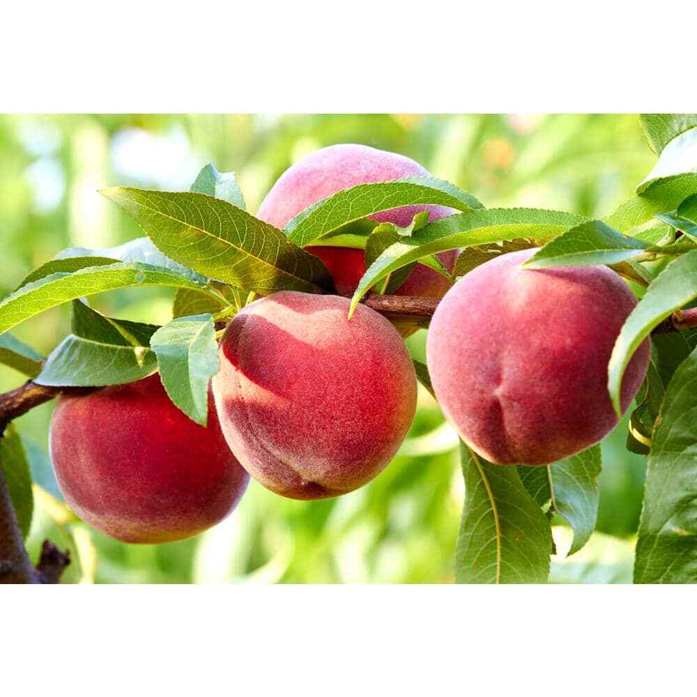 3 Ft. Frost Peach Tree Semi Dwarf with Cold Hardy and Delicious Fruit