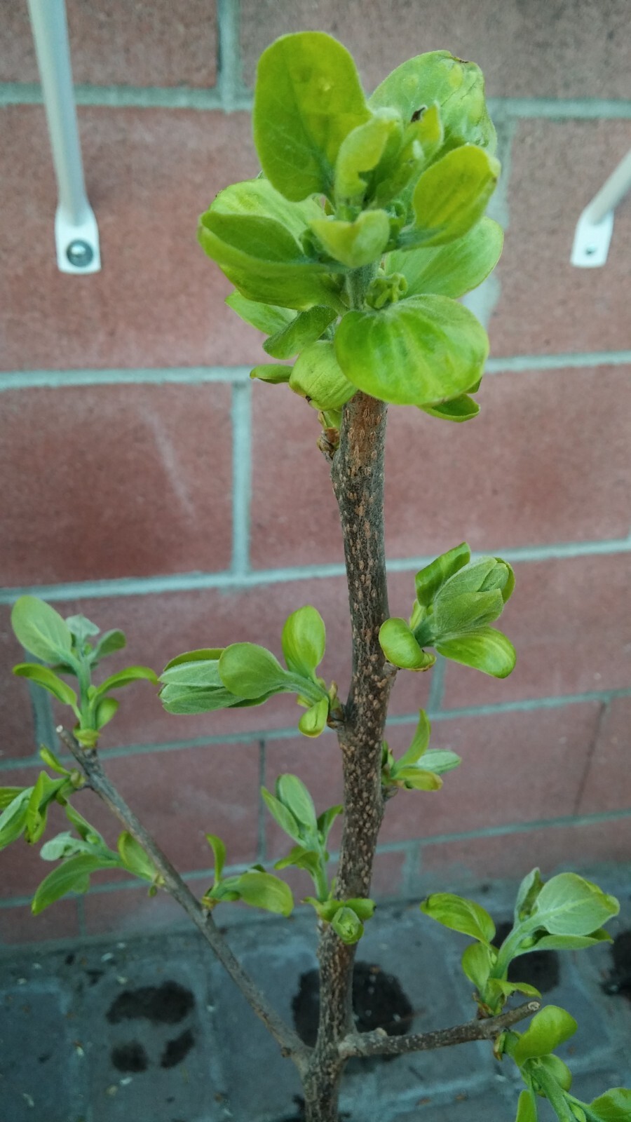 Hachiya JAPANESE PERSIMMON FRUIT TREE