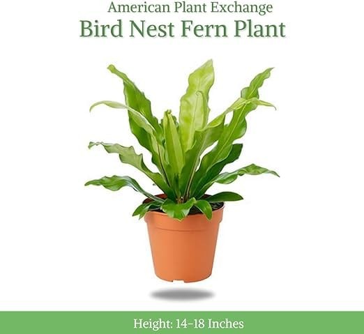 American Plant Exchange Birds Nest Pot Easy Care Indoor Houseplant