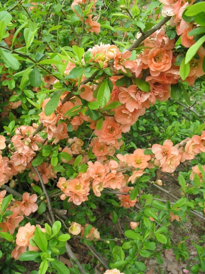 Cameo Flowering Quince 1 Live Plant 3.5 Inch Pot