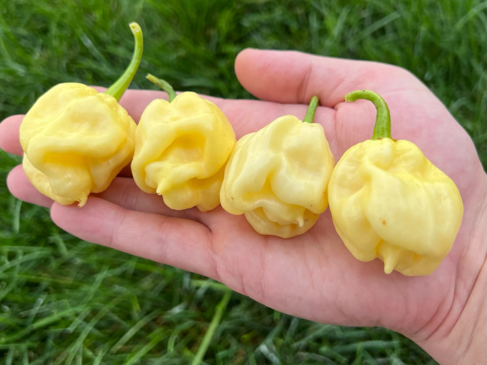 Carolina Reaper White DD Superhot Pepper Seeds