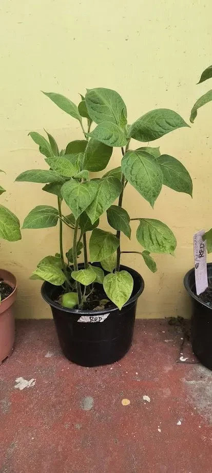 Orange Manzano Pepper Plants