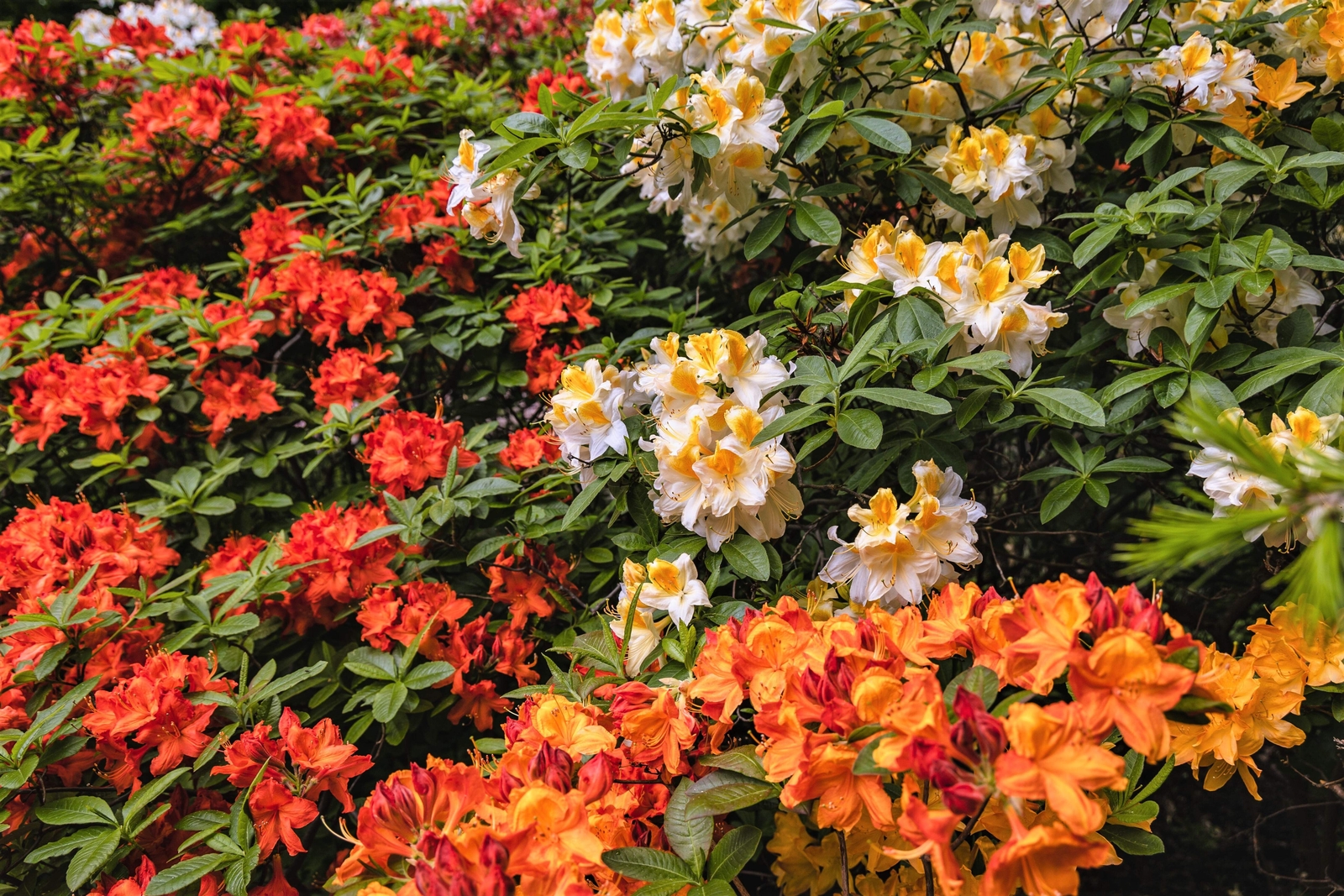 50 MIXED HYBRIDS RHODODENDRON spp Mixed Colors Flower Sun Shade Bush Shrub Seeds
