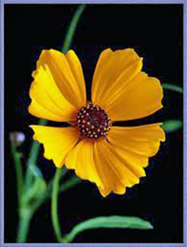 PLAINS COREOPSIS 100+ SEEDS NEWLY HARVESTED