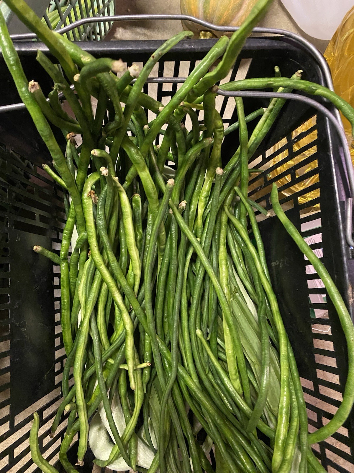 50 Seeds -Yard Long Bean & Hyacinth (Papdi Beans)