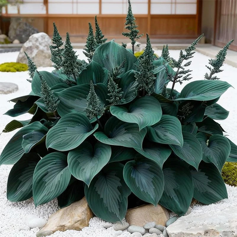 170+ Mix Hosta Seeds for Planting – Perennial Shade Garden Plant Seeds