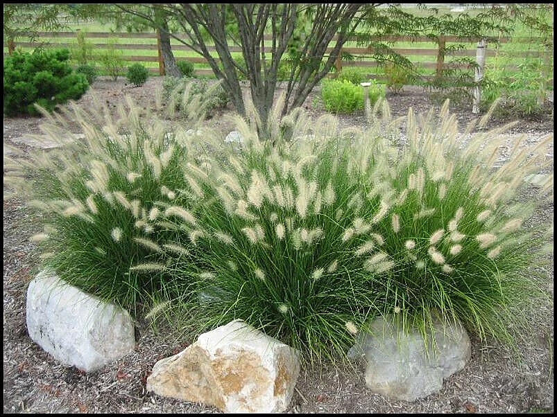 300 Fountain Grass Seeds Pennisetum Alopecuroides The Brooklyn Botanical Gardens