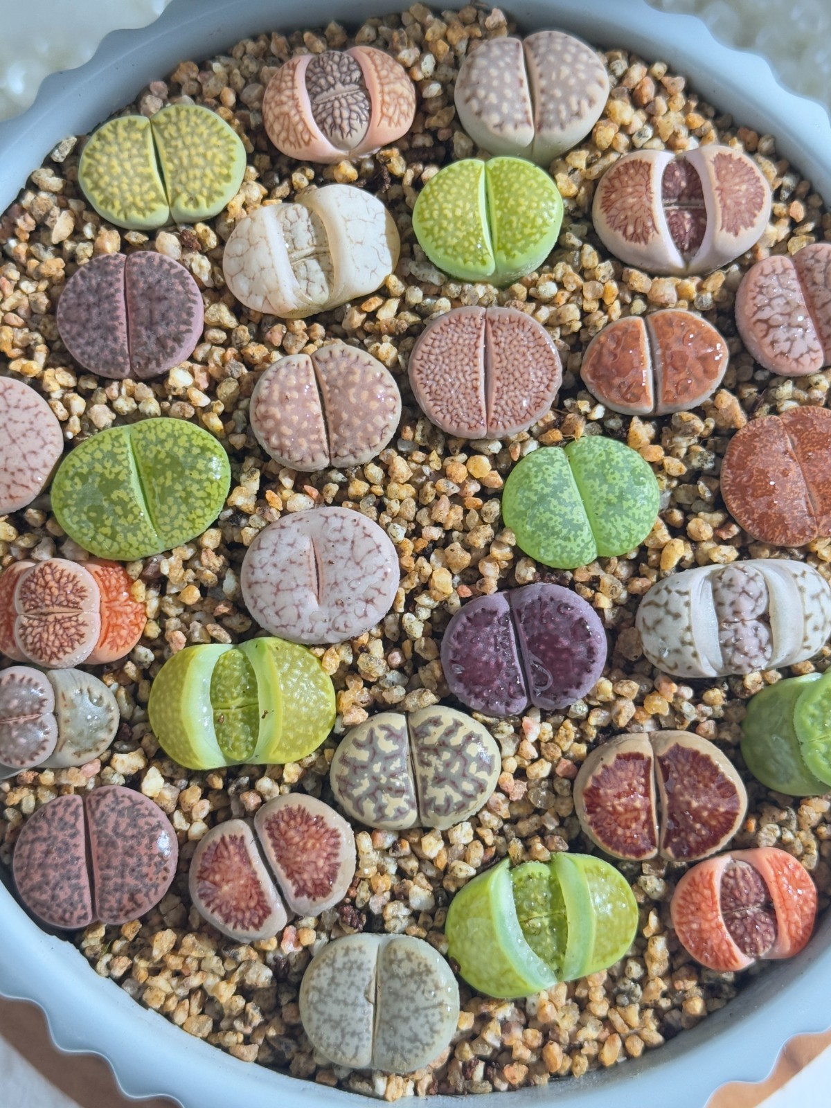 Live 10pc Lithops assorted succulents, 0.6-0.8″ Bare root Wedding Favors
