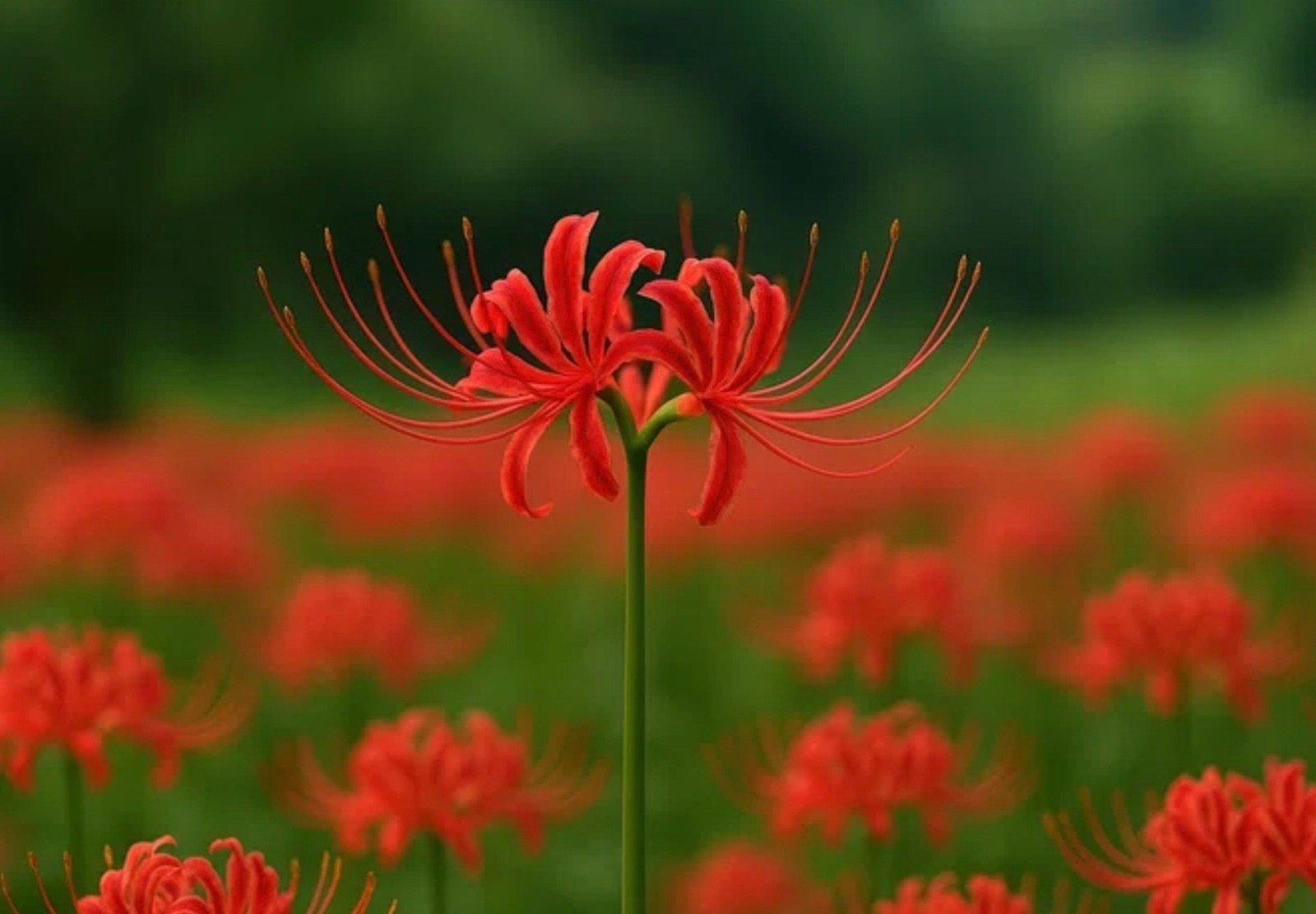 10 Medium to Large Red Spider Lily Bulbs Lycoris Radiata Dug Fresh Upon Purchase