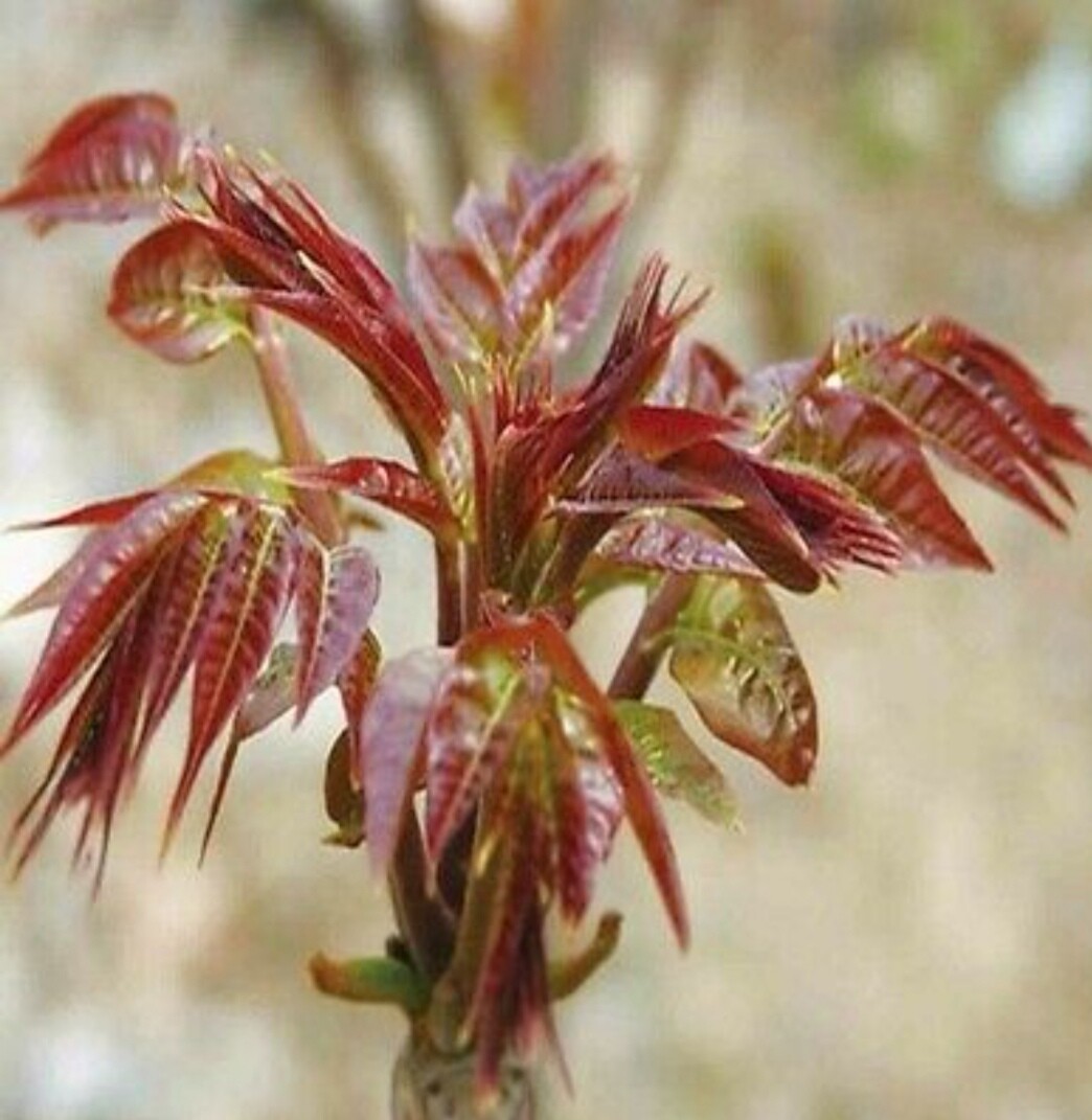 2 organic Chinese Toona Toon Sinensis Mahogany XiangChun TREE, 6-10inches 红油香椿树