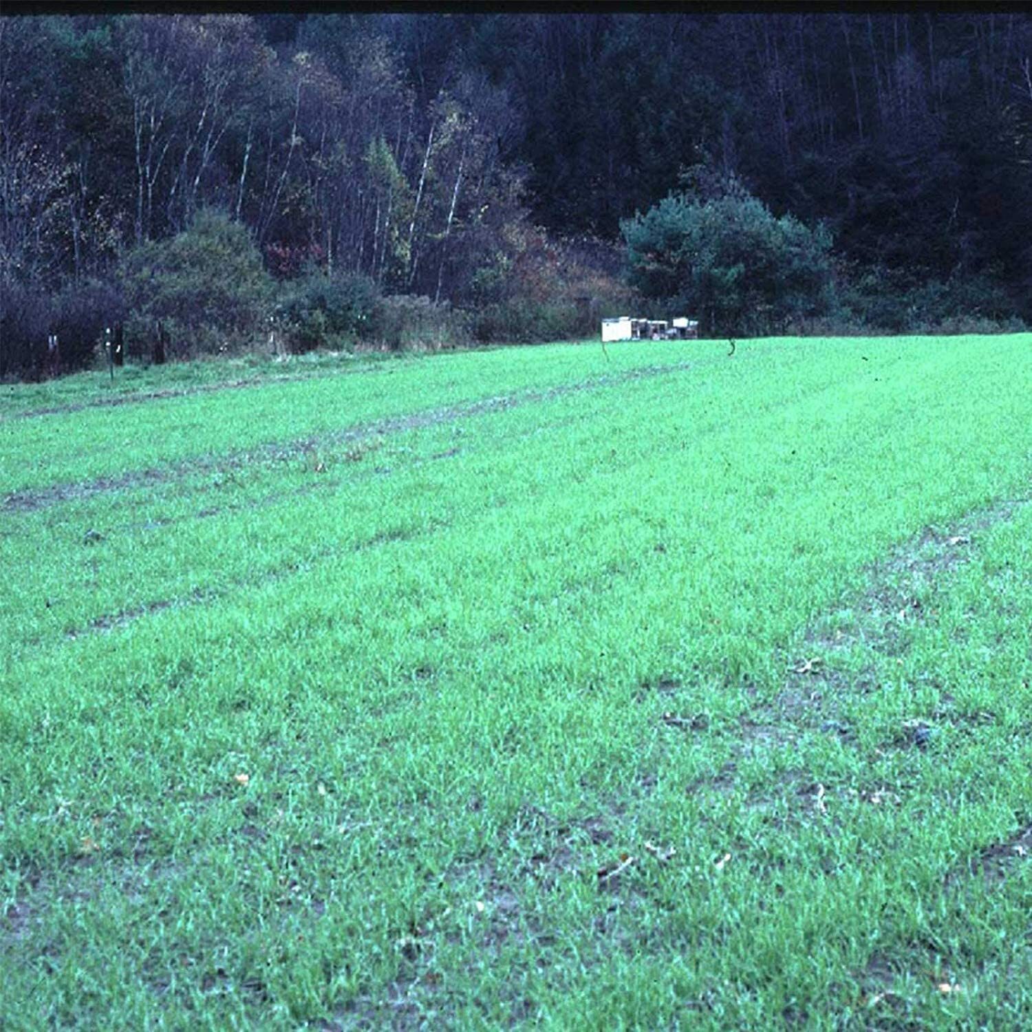 10 Lbs No-Till Winter Rye Cover Crop Seeds – Non-GMO Rye – Deer & Turkey Food Pl