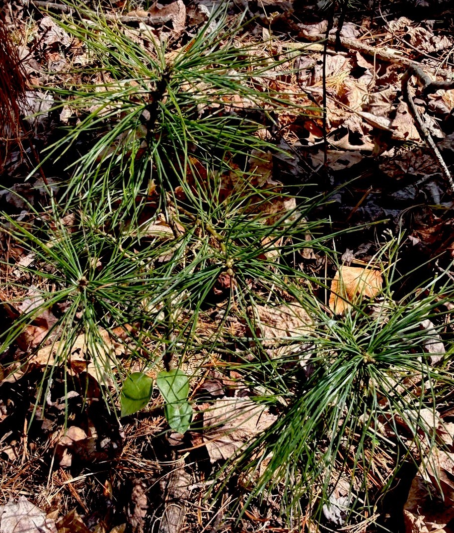 Eastern White Pine (Pinus strobus) Seedlings 7 Live Plants