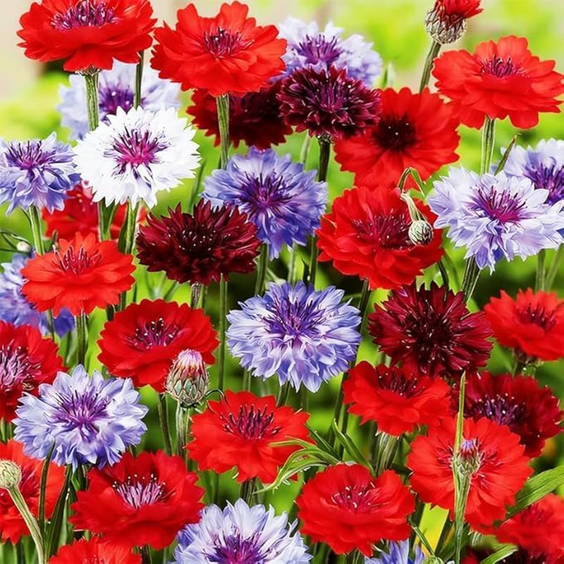 5000 Count Premium Cornflower Seeds, Non-GMO Heirloom, High Germination Rate, Ha