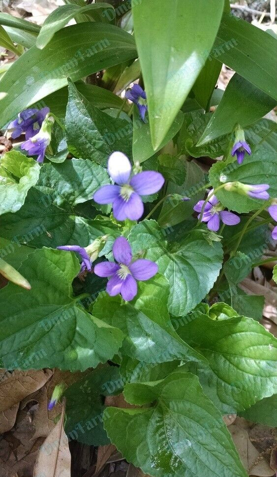 12 Wild Violet Flower Plant Purple Viola, Bareroot Rhizomes Bulbs