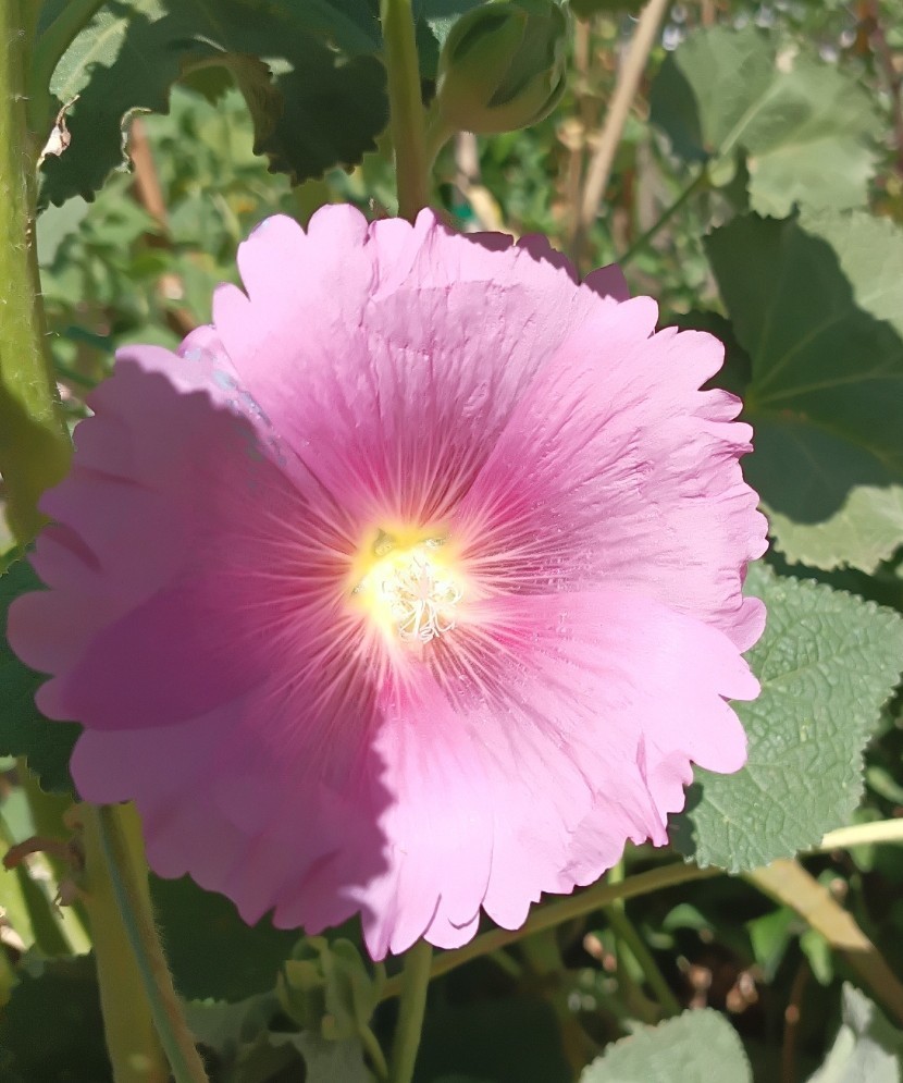Light Purple Hollyhock – (100+) Seeds 1.5 g.