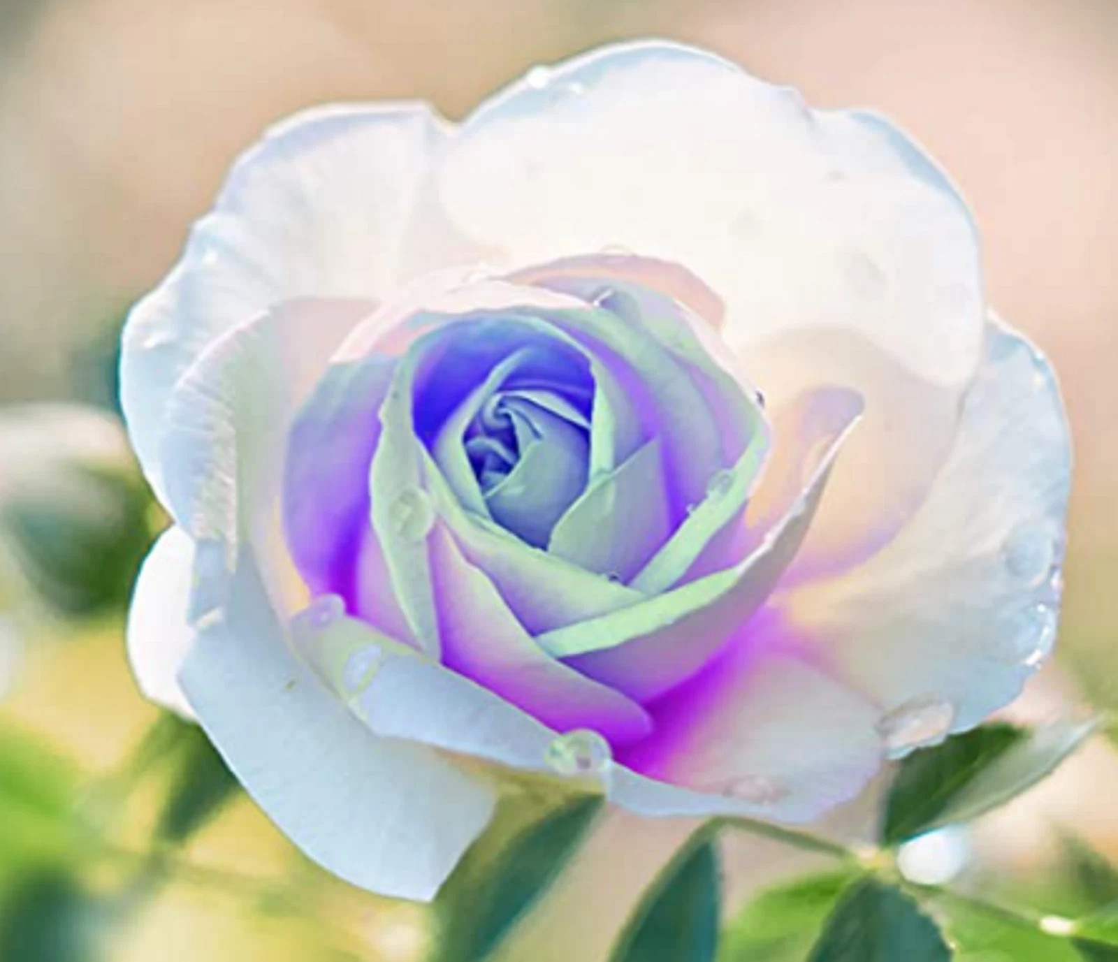 White Delight Rose Seeds- 50 or 100 Seeds.USA Seller- Free Shipping