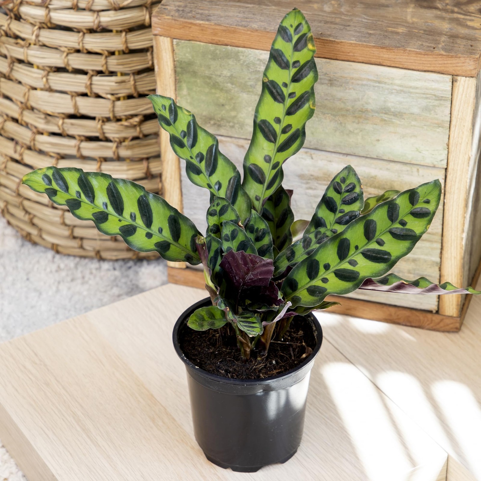 Calathea Prayer Plants Live (4-Pack) Pet Friendly Indoor Houseplants Pray