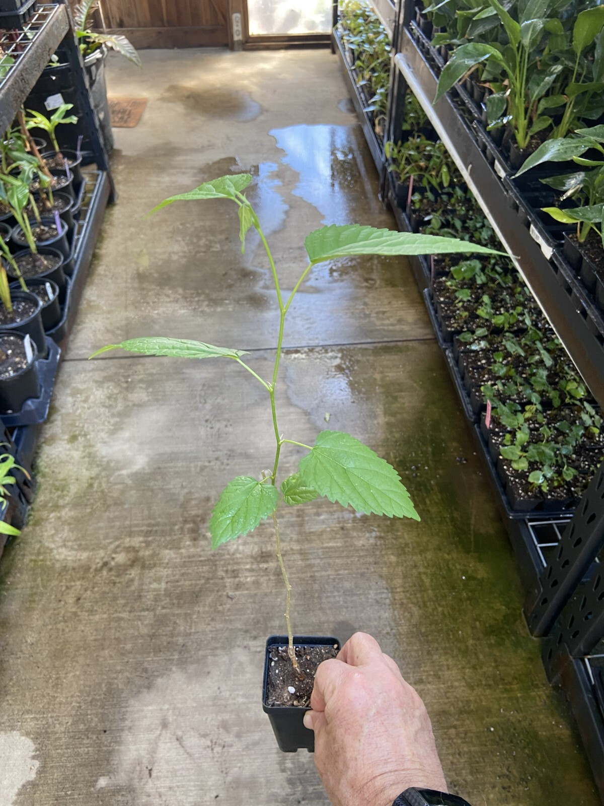 Mulberry Tree – ‘Dwarf Everbearing’ – Morus nigra live plant edible fruit