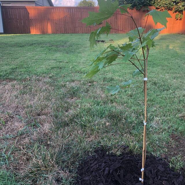 Sugar Maple Tree – 18-28″ Tall – Live Potted Plant – Gallon Pot – Acer saccharum