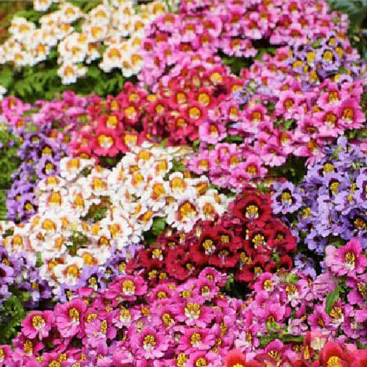 Butterfly Flower ANGEL WINGS Schizanthus Mix Poor Man’s Orchid Non-GMO 500 Seeds