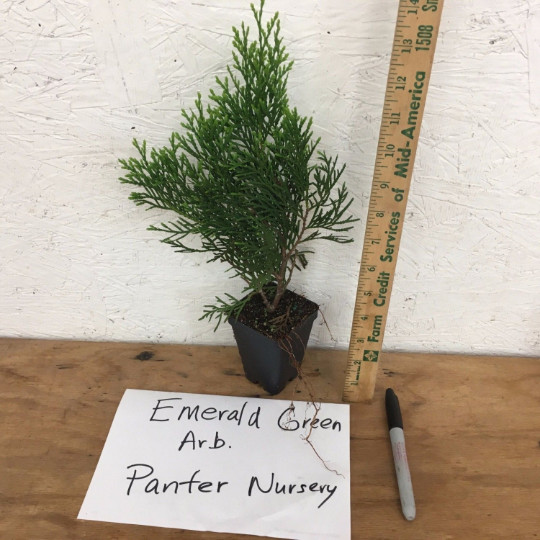 25 EMERALD GREEN Arborvitae 2.5″ pot – (Thuja occidentalis)