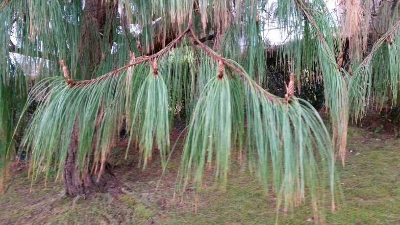 50+ Mexican Weeping Pine Tree Seeds Evergreen Pinus Patula Rare