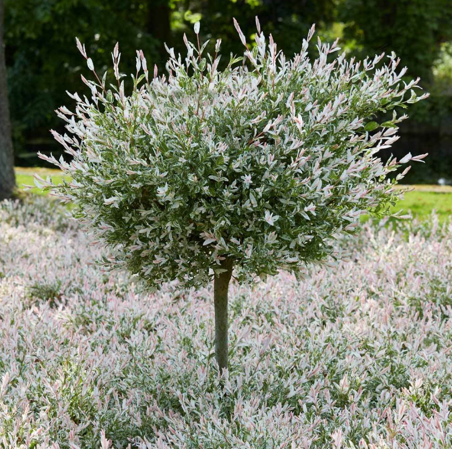 Japanese Dappled Nishiki Willow – Live Shrub/Tree in 4-Inch Pot (8–12″ Tall)