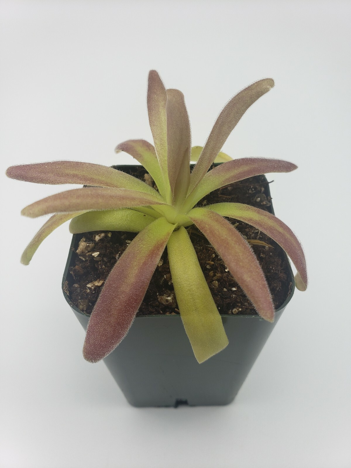 Pinguicula agnata El Lobo x moctezumae- Carnivorous Plant – Butterworts