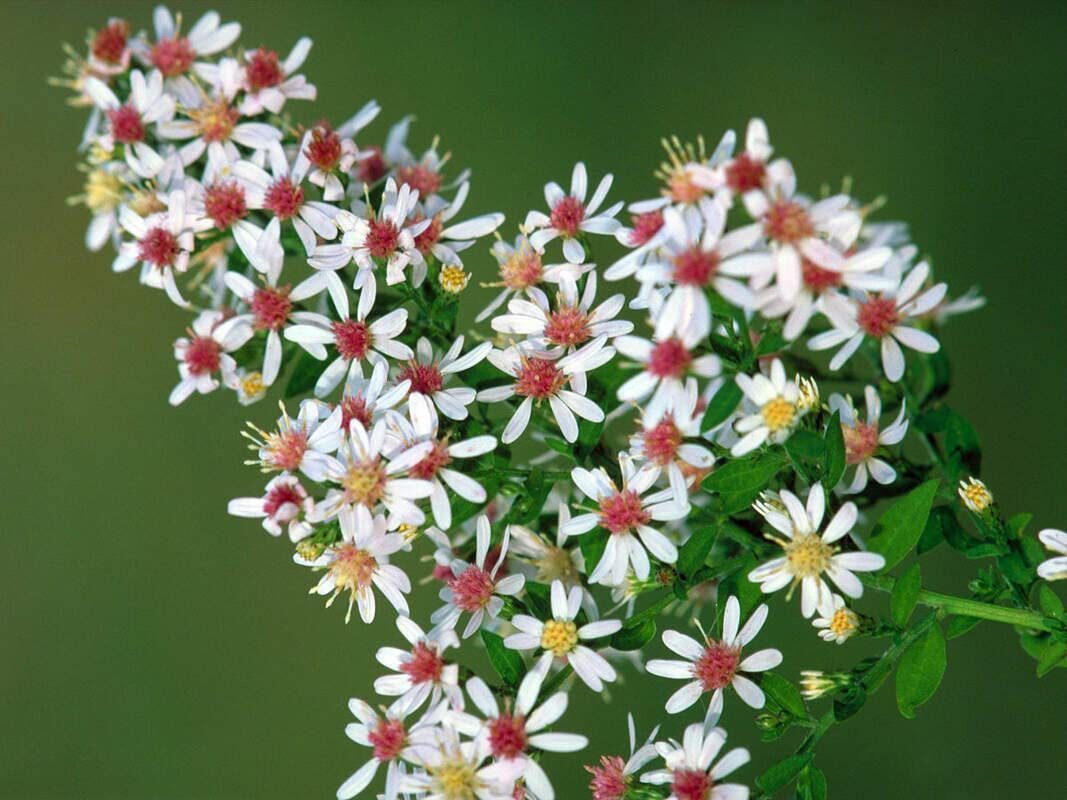 Calico Aster Seeds for Planting – 100 Seeds – Easy to Grow Perennial Flowers – S