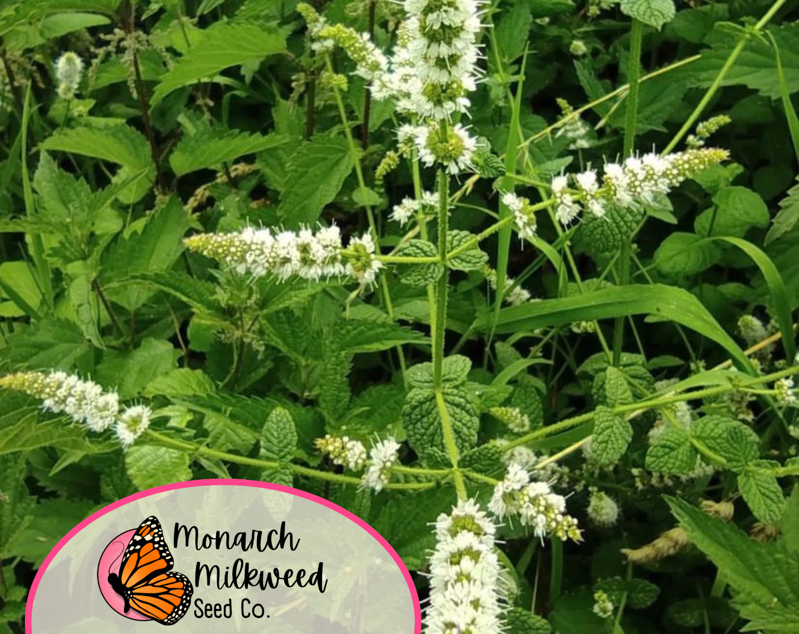 3,000+ Spearmint Seeds | Container Herb Gardening for Mint Plant, Mentha spicata