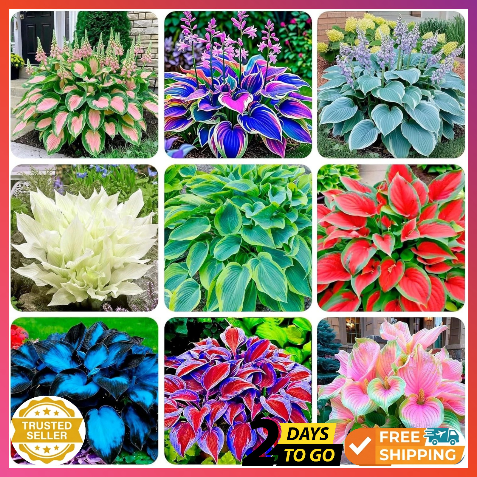 310+ Mixed Color Hosta Seeds for Planting – Hostas Seeds Rare Perennial, Flower