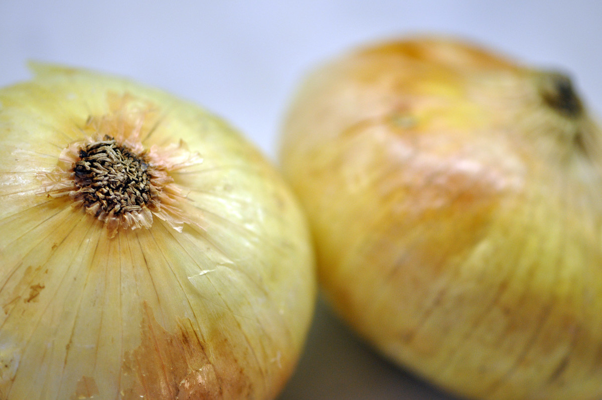 200+EARLY TEXAS GRANO ONION Seed Organic Short Day Spring Fall Vegetable Garden