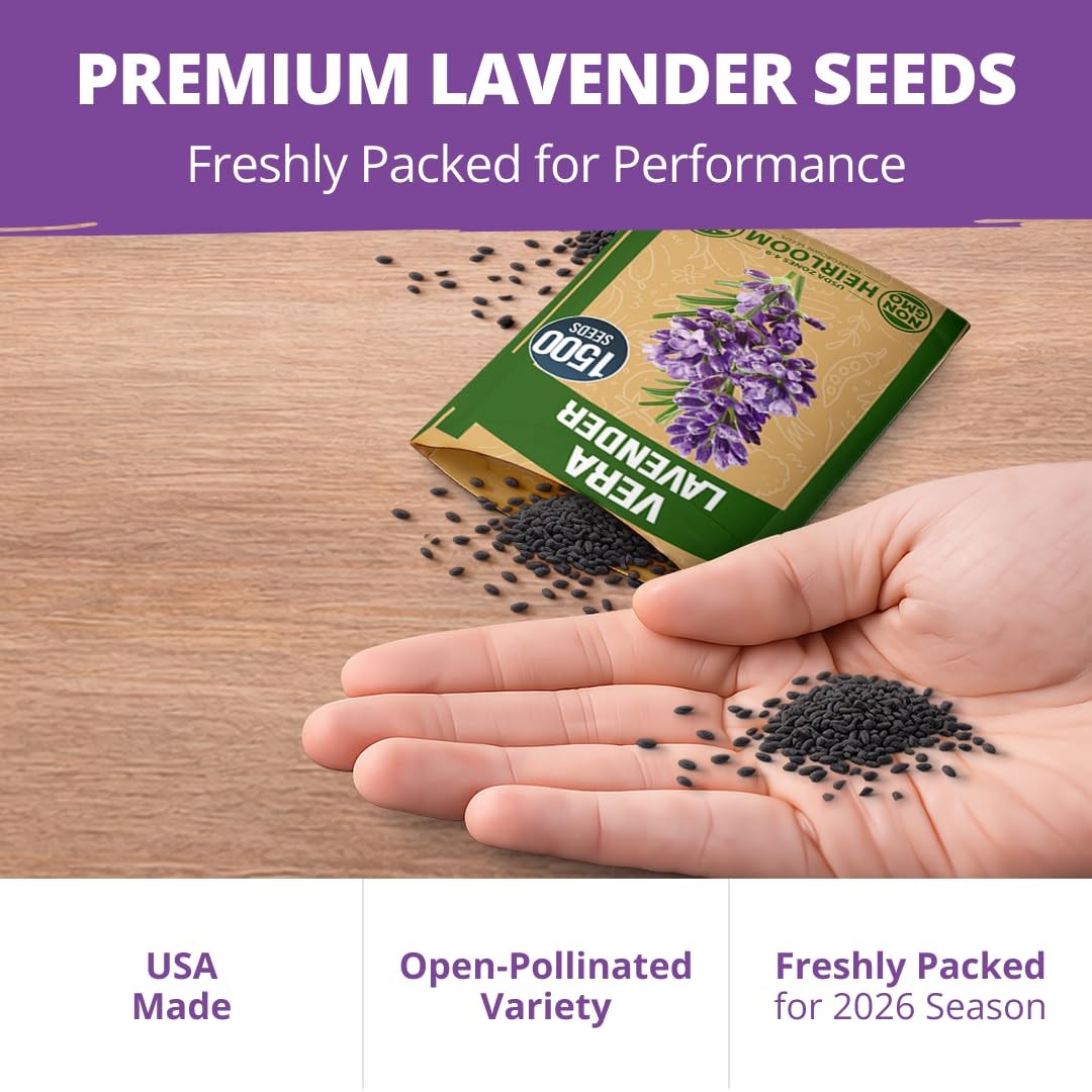 HOME GROWN Non GMO English Lavender Seeds 3,000+ Wildflower 2-Pack, Purple