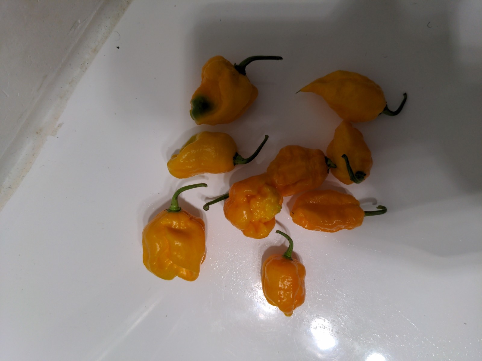 Garden Fresh Yellow carolina reaper pepper