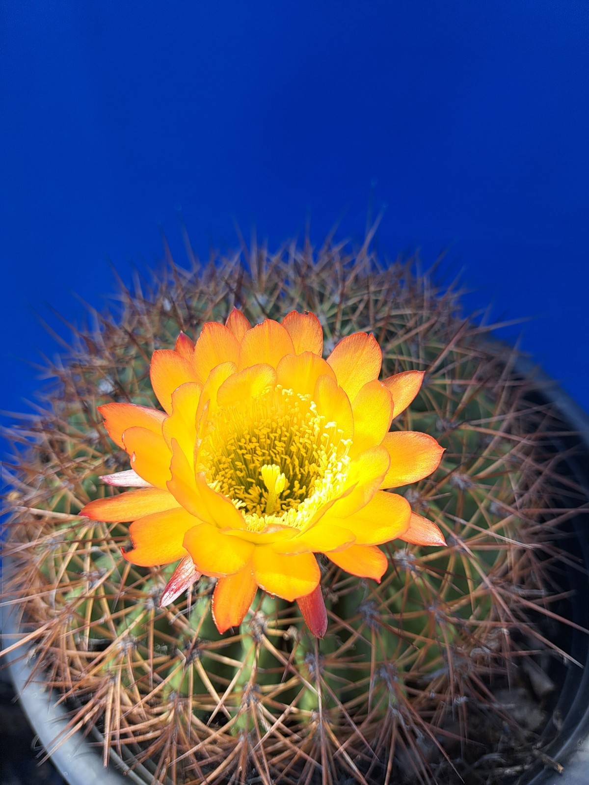 Soehrensia Formosa Giant Echinopsis Cactus Plant Yellow-Orange Flowers