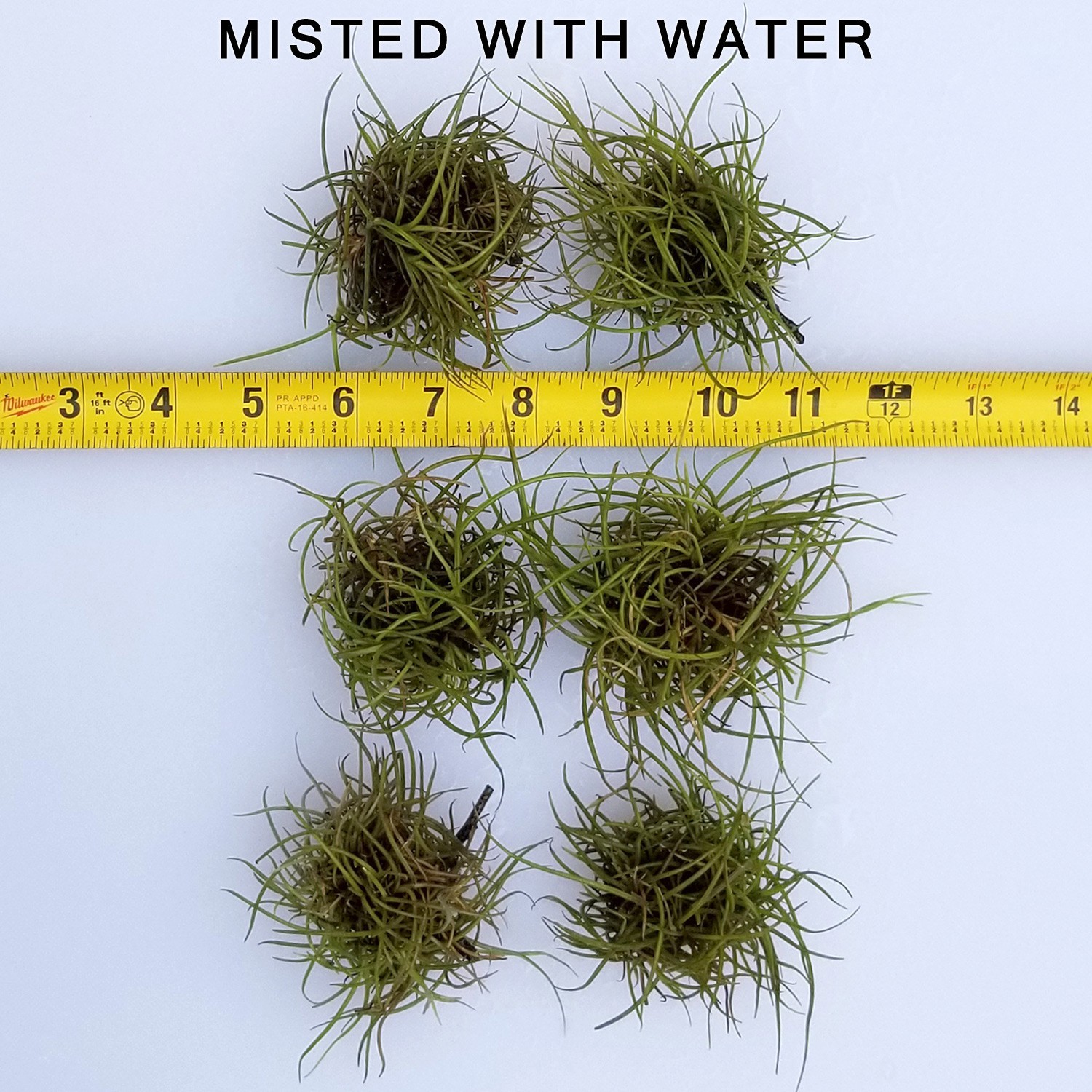 Live Air Plants (6 Pack) Tillandsia Recurvata – Texas Ball Moss – Small Ballmoss