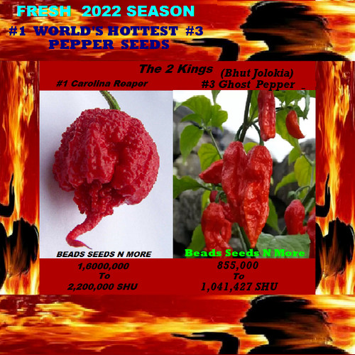 “COMBO PACK 2 KINGS Carolina Reaper HB22a & Ghost Pepper 80+ Seeds