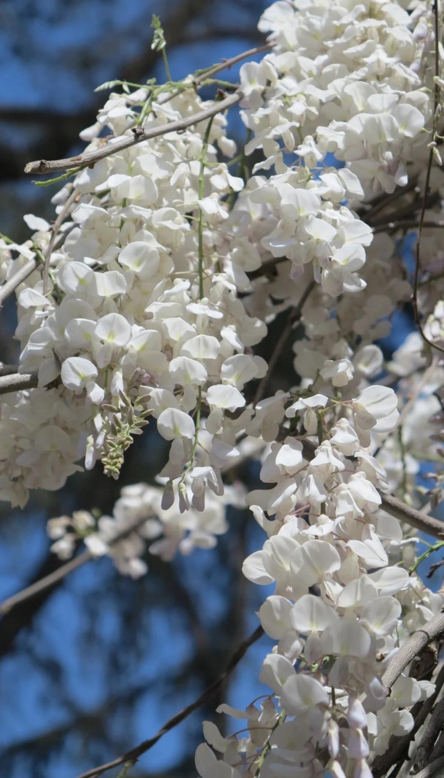 10 Pcs Japanese White Wisteria Sinensis Seeds for Landscaping or Bonsai Planting