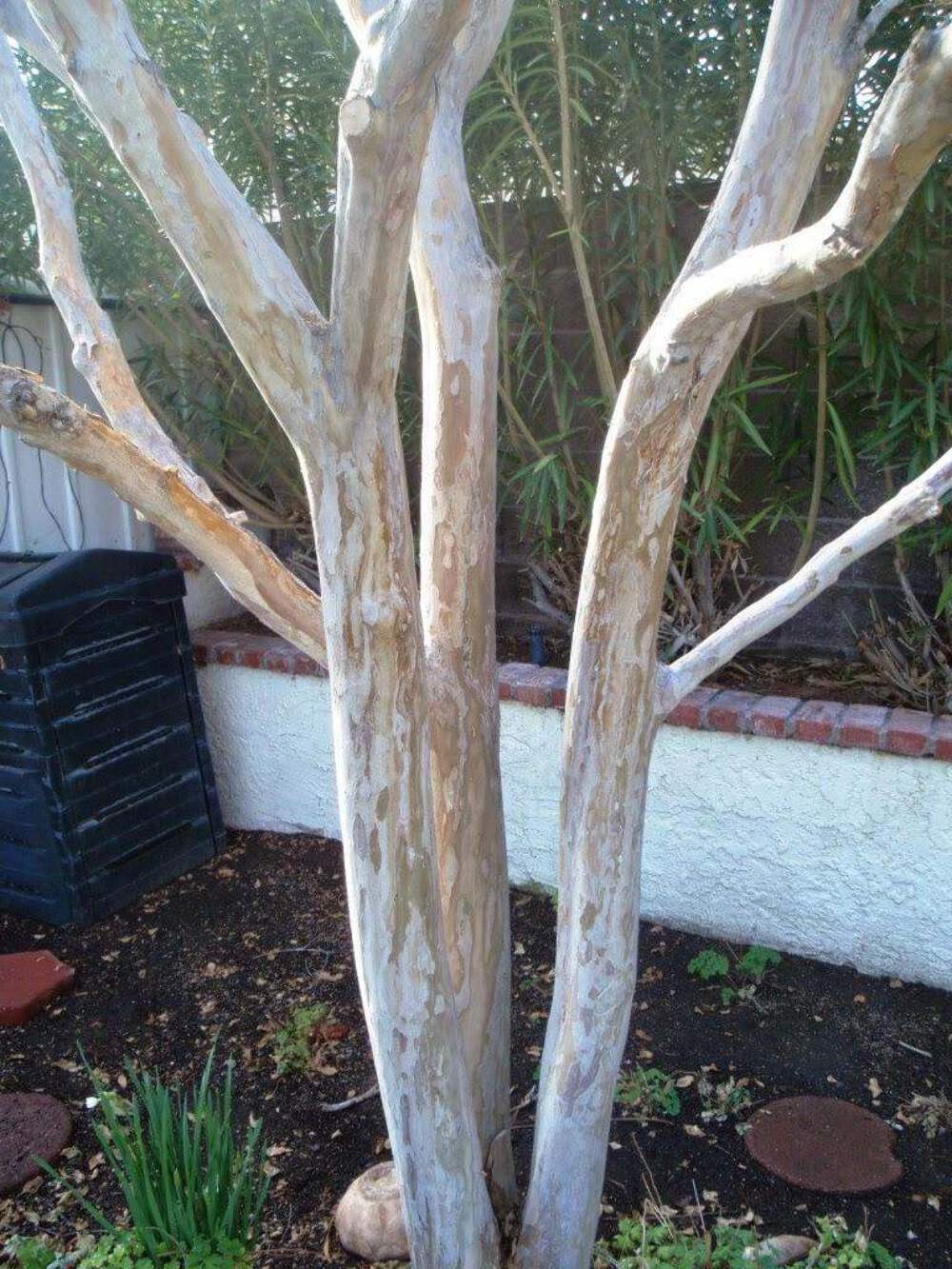 Bashams Party Pink Crape Myrtle: Rapid Growth with Delicate Pink Blooms