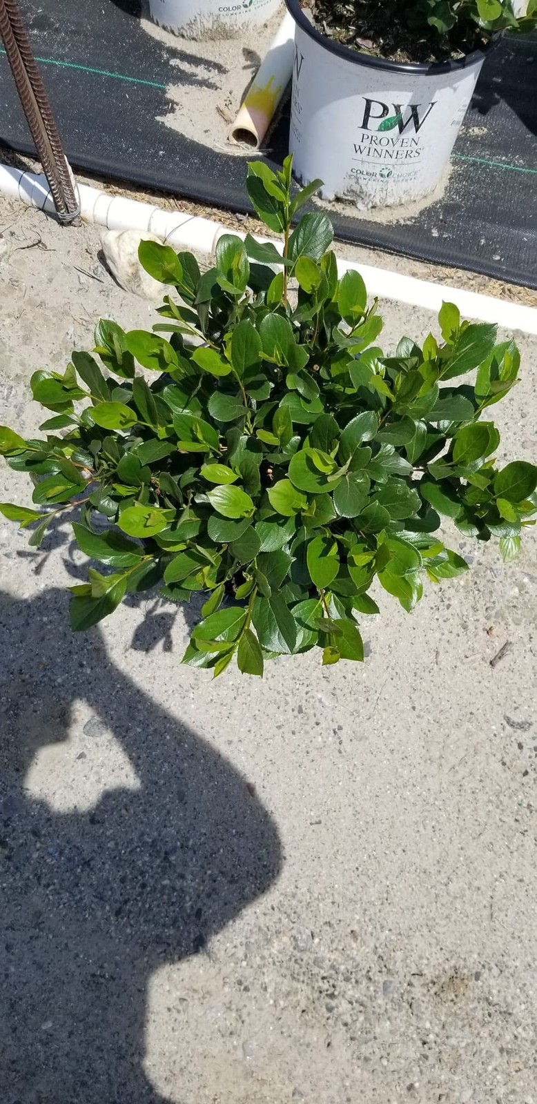 Green Promise Farms Proven Winners – Aronia Scape Mound Chokeberry Shrub White