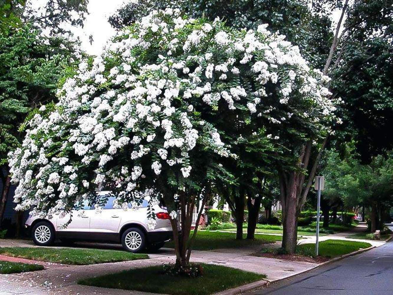 Acoma Crape Myrtle: Elegant, Crisp Snow-White Weeping Beauty for Your Landscape