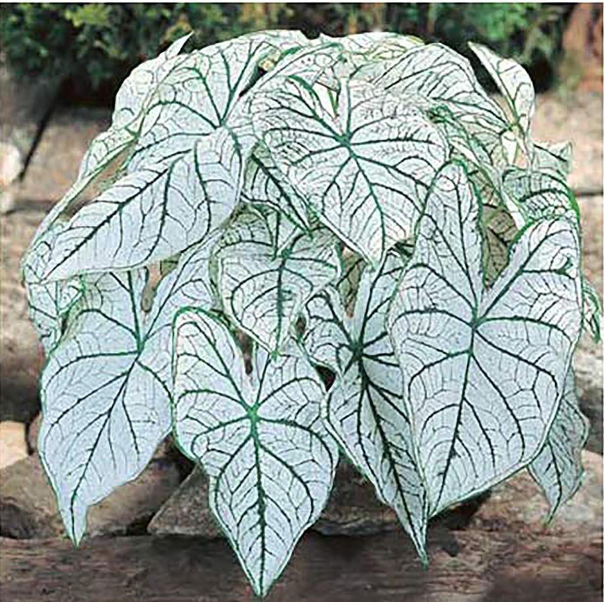 Dwarf Candidum Jr. Caladium Bulbs – Elegant White Foliage, Hardy Zones 9-11