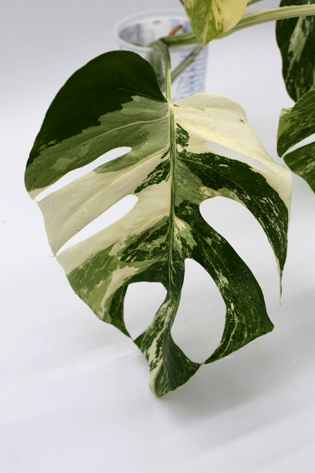 Monstera Albo Borsigiana Variegated Top Cutting Rooted