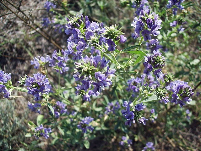 Medicago sativa | Alfalfa | 50 Seeds
