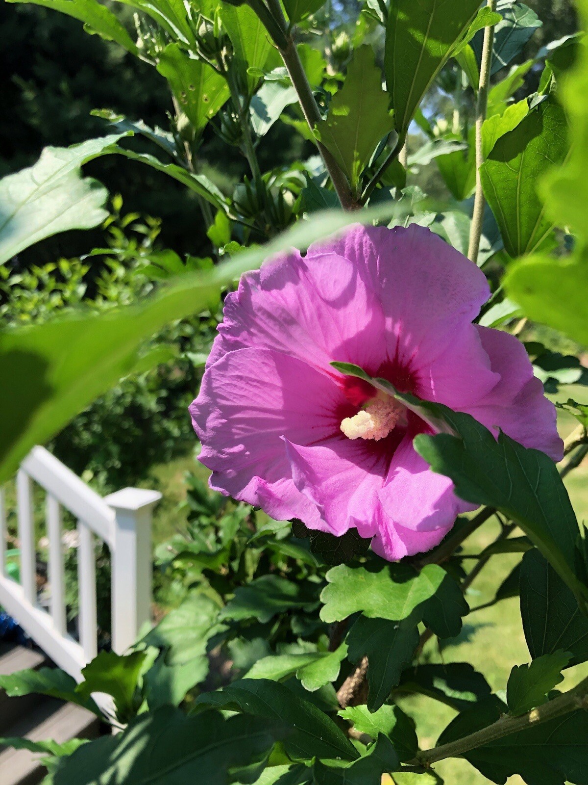 (2) Hardy Hybiscus Rose of Sharon live starter plants. Zones 5-9