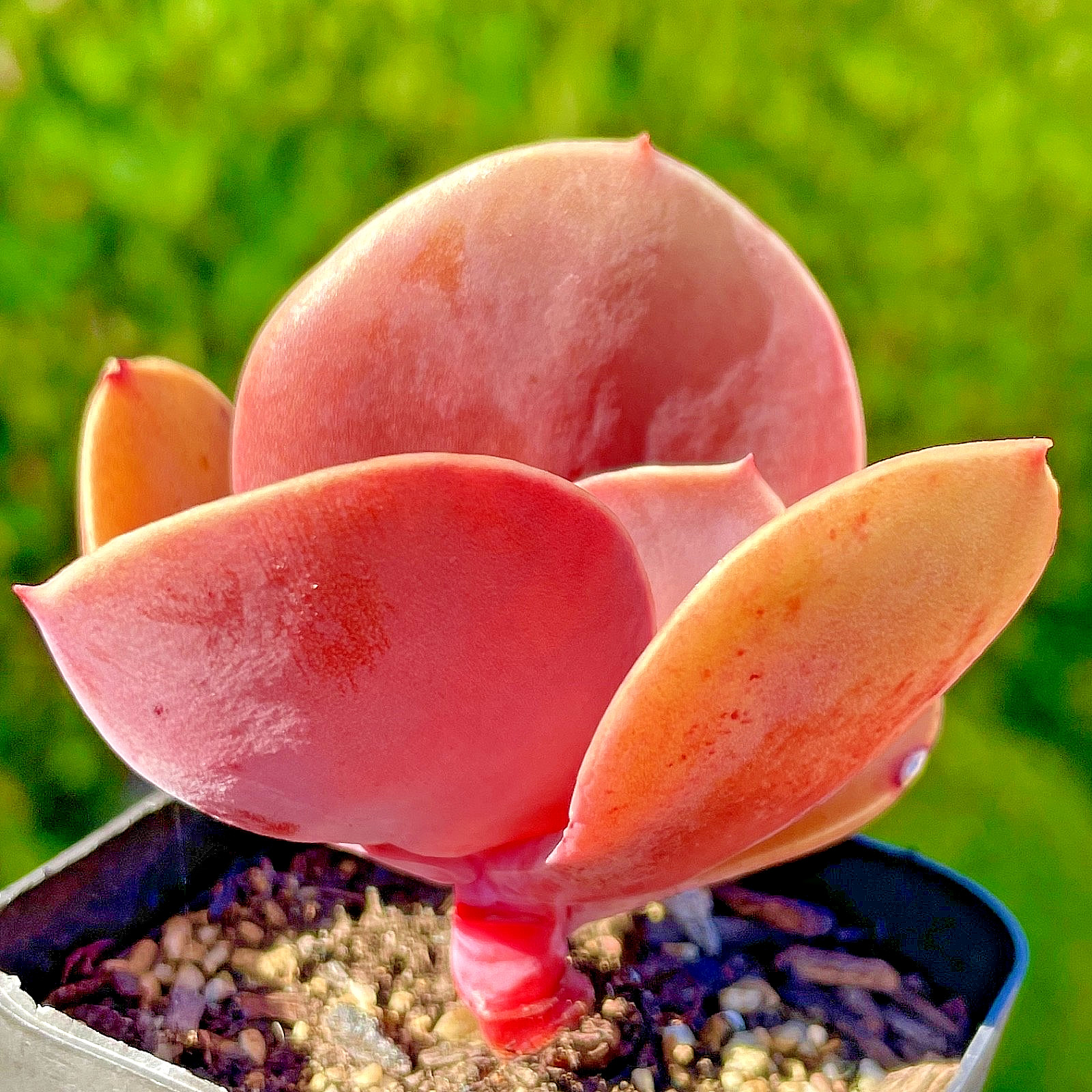 Rare Succulent Burgundy Red Pink Paddle Imported Rooted Live Plant 2.5″