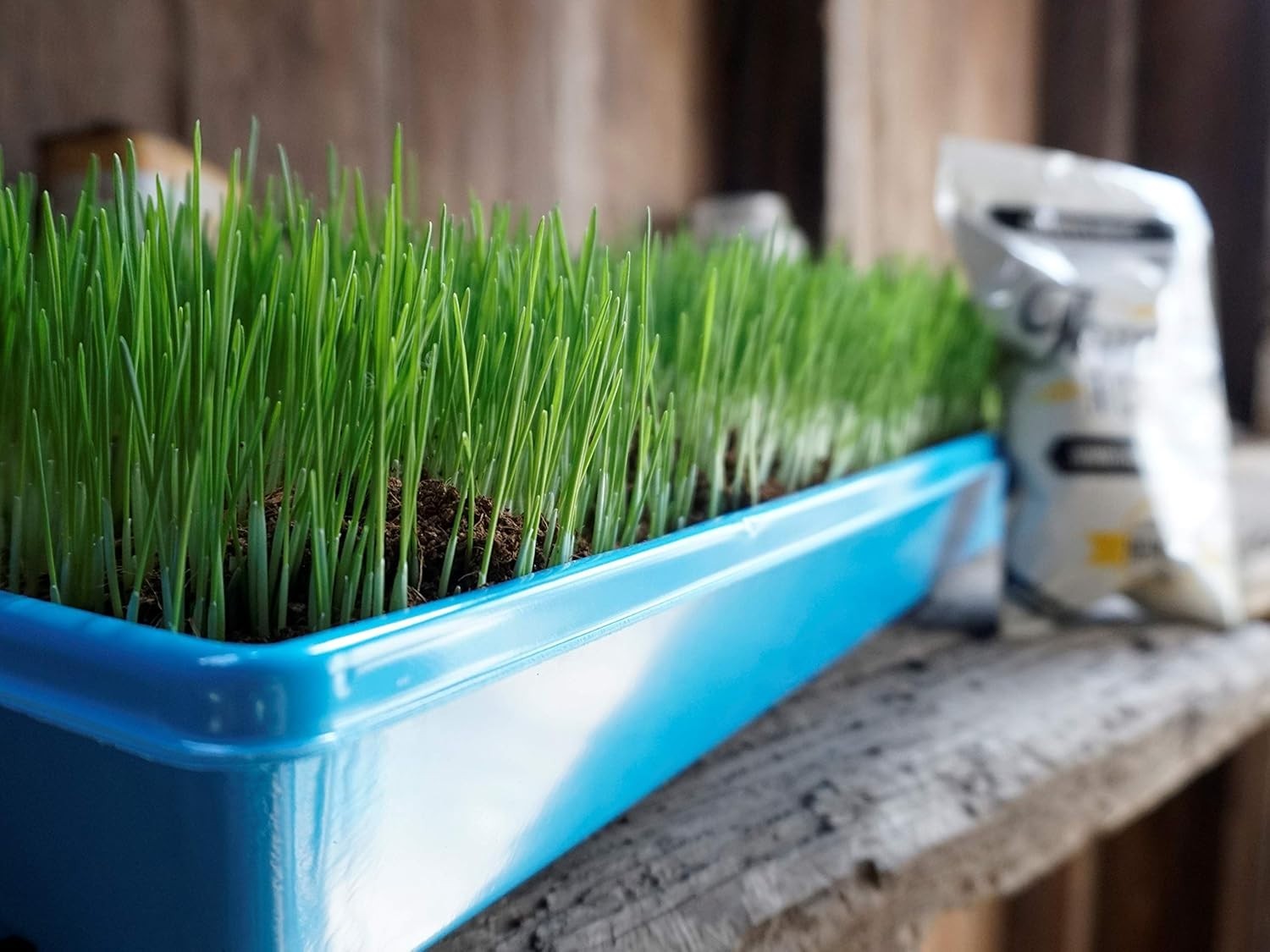 Nutritious Hard Red Winter Wheat Seed – 16 oz Cat Grass for Easy Growth