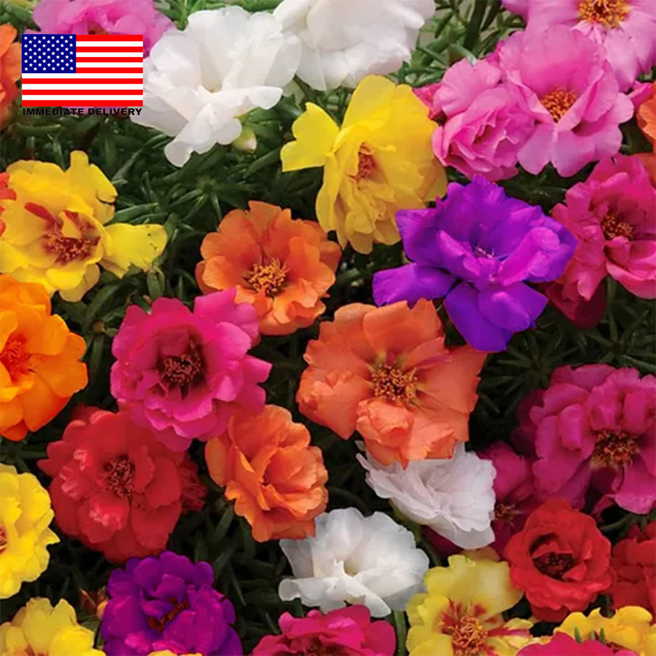 10000+ Portulaca Grandiflora Moss Rose Seeds Mixed Color Spreading for Planting
